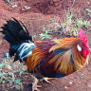 Meet your Posher, Traci